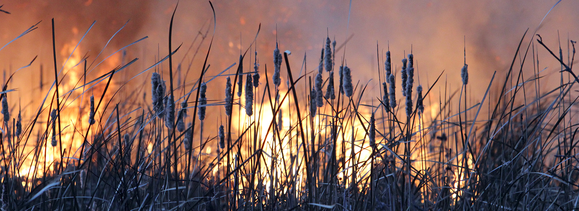 Drone Arrival at controlled burn at Illinois state park