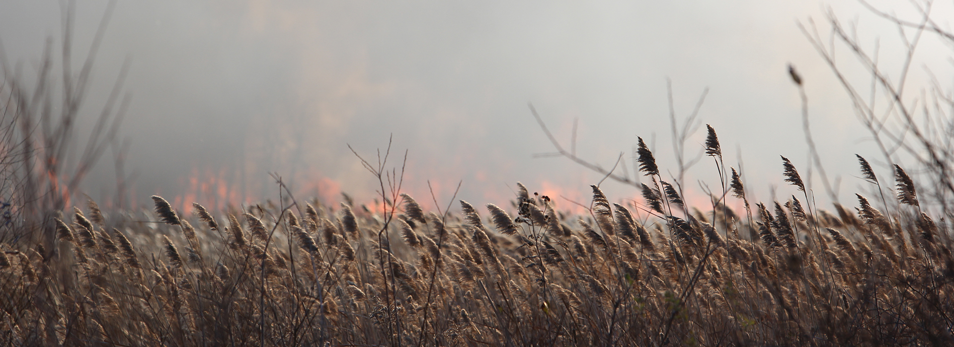 Drone Arrival at prescribed burn at Illinois state park